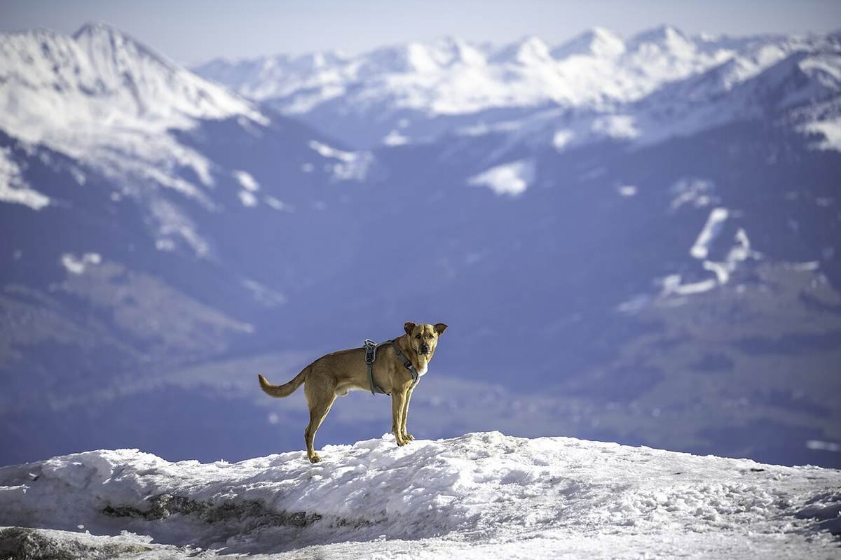Coração em Alerta: Doenças Cardíacas Silenciosas em Cães e Gatos — Saiba Como Não Deixar Passar