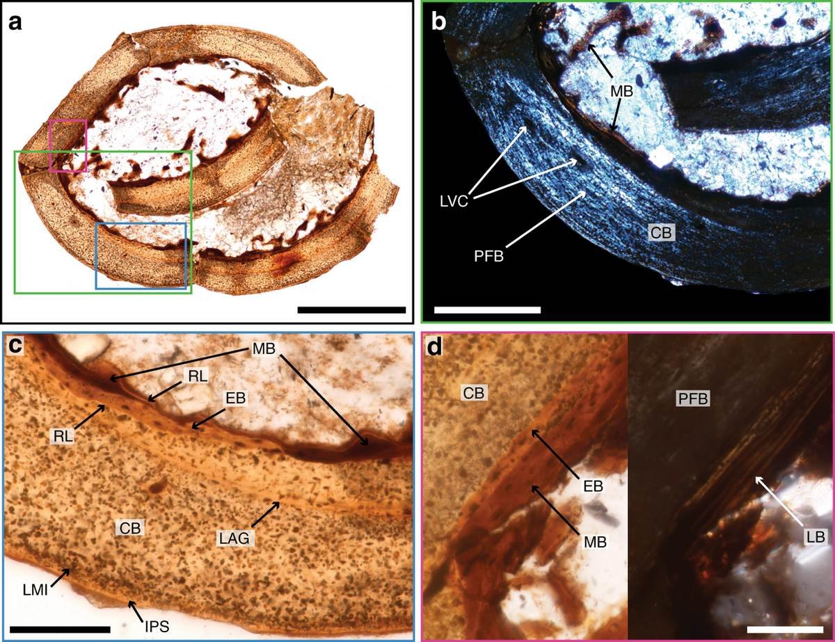 Denisovanos: mistério de 130 mil anos finalmente ganha luz com achado impressionante na China