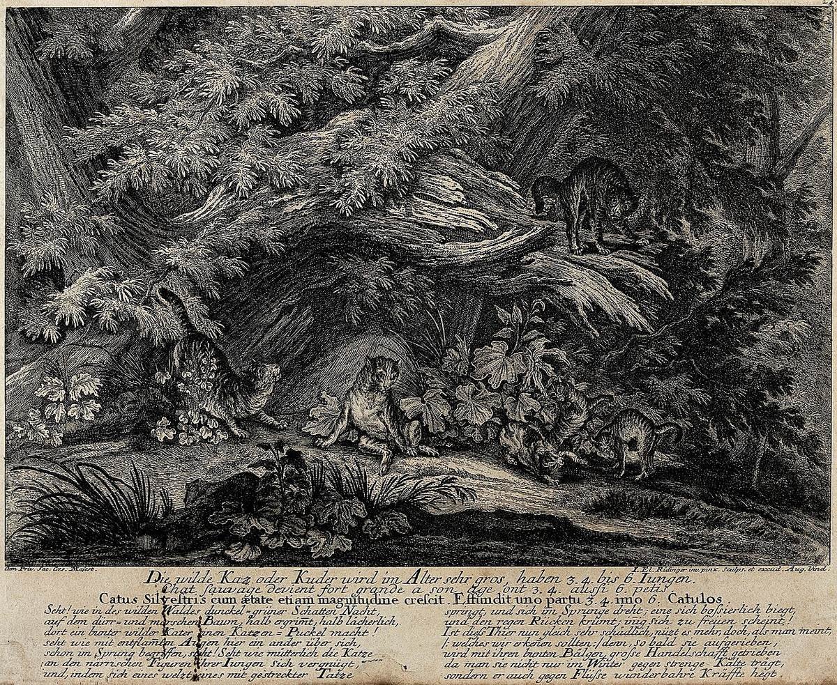 Tilcayo: cientistas brasileiros revelam felino tão minúsculo que desafia 100 anos de ciência