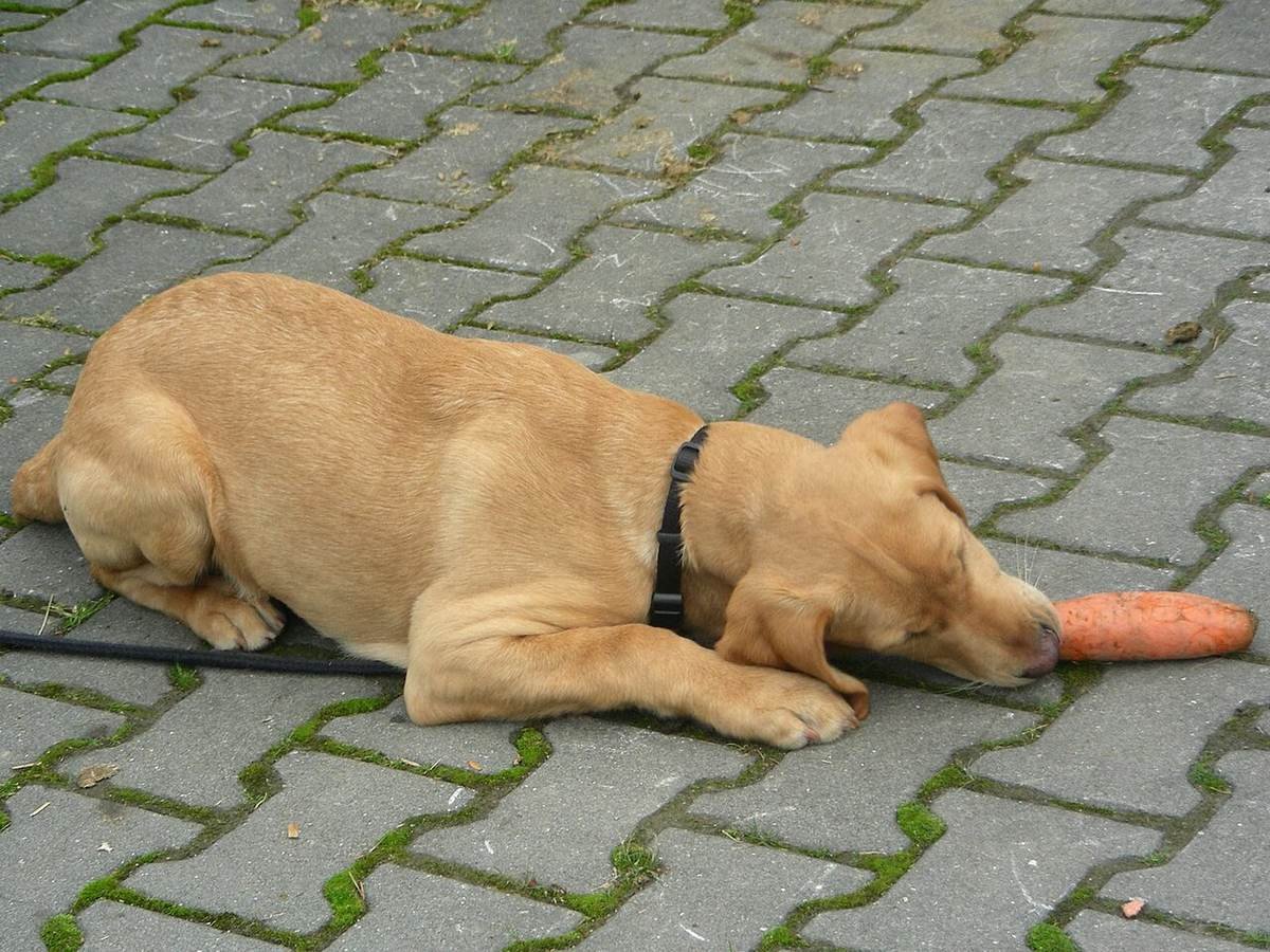 Canetas emagrecedoras para cães e gatos: a revolução veterinária que ainda não chegou ao consultório