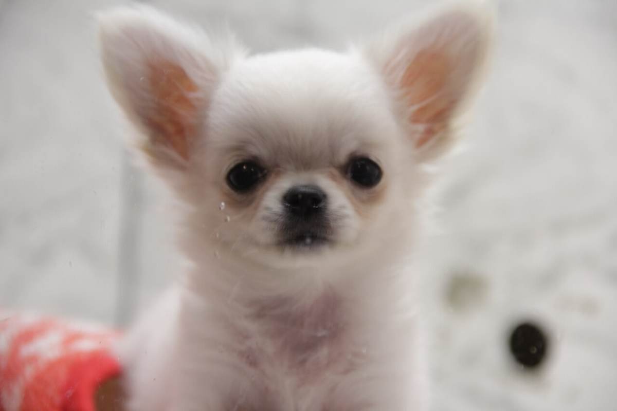 Revelação sobre o novo superalimento para cães que está transformando a saúde intestinal dos pets brasileiros